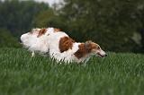 BARZOI 119